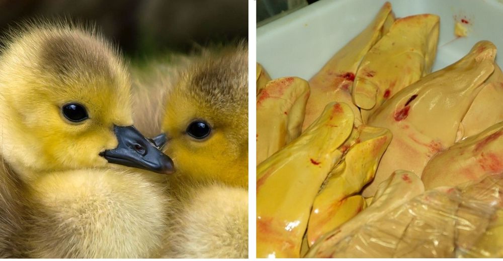 La vida de muchos patitos estará a salvo tras prohibir “foie gras” en grandes restaurantes