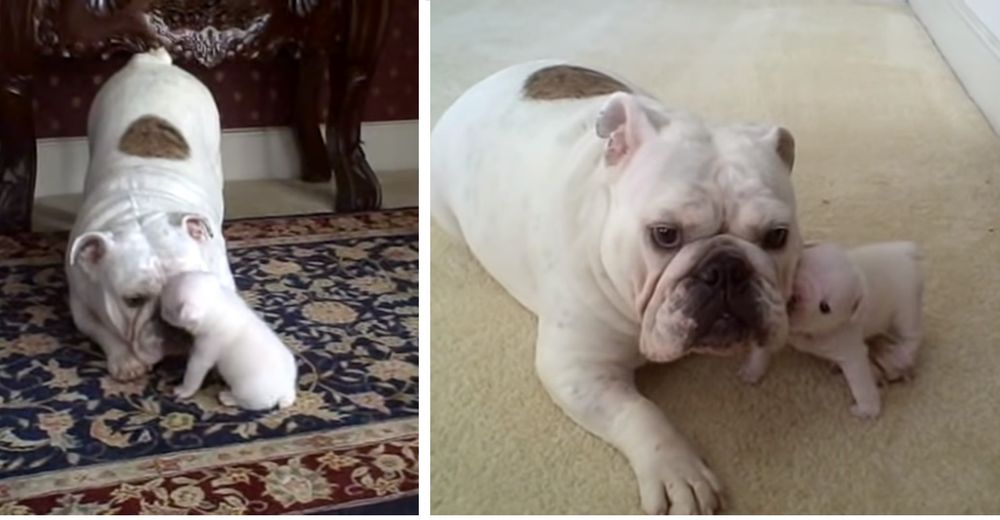 La madre bulldog manejando las rabietas de su bebé con labio leporino enternece a las redes La madre bulldog manejando las rabietas de su bebé con labio leporino enternece a las redes