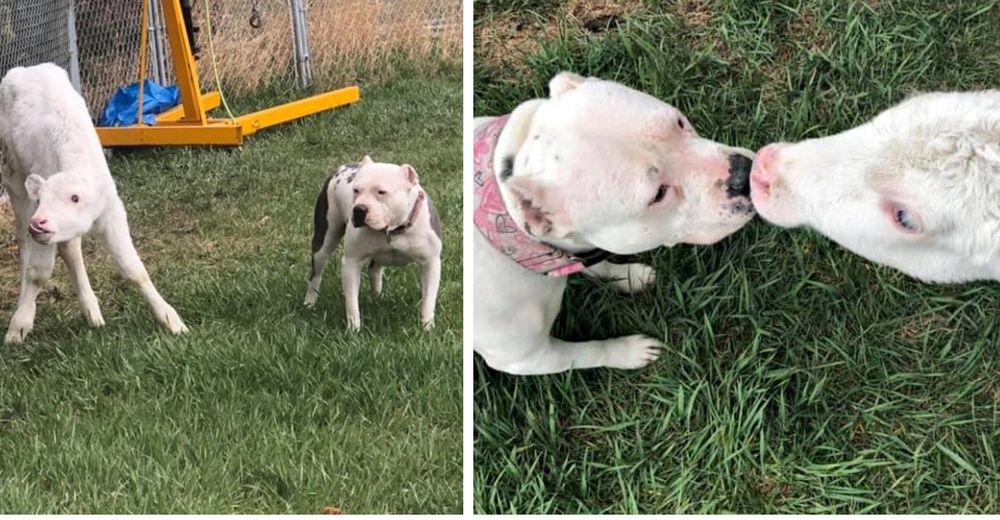 Un ternero ciego se convierte en el mejor amigo de un pitbull que se recuperó de un duro pasado Un ternero ciego se convierte en el mejor amigo de un pitbull que se recuperó de un duro pasado