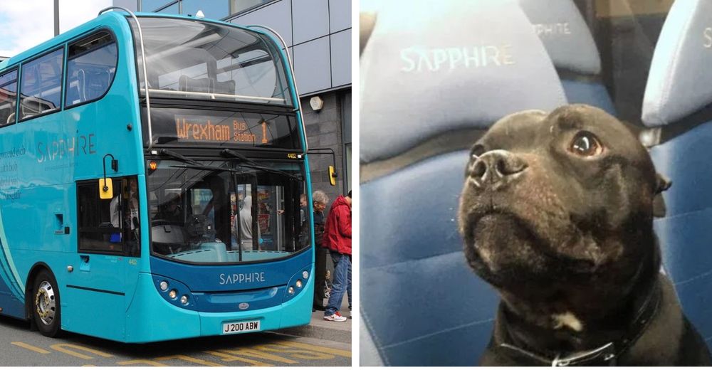 Perrito aventurero viaja durante horas solito en un autobús sin que nadie lo notara Perrito aventurero viaja durante horas solito en un autobús sin que nadie lo notara