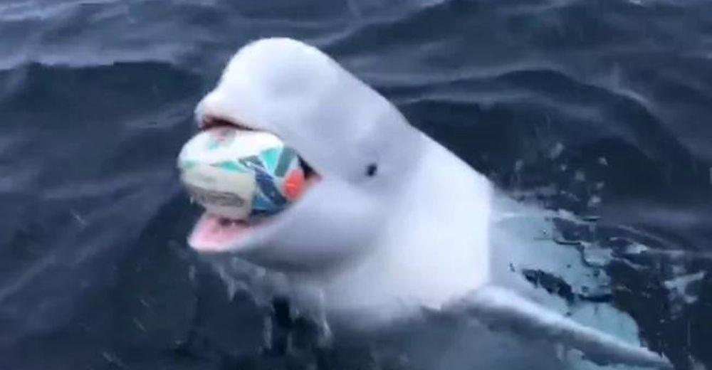 El video viral de una ballena beluga respondiendo al marinero que le lanzó una pelota de rugby