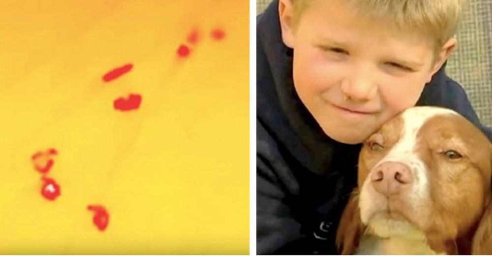 La impactante historia del niño desaparecido con su perro que fueron hallados gracias a un dron