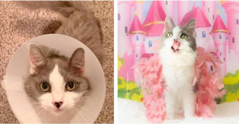 La valiente gatita que venció el cáncer lucha para encontrar una familia que la ame para siempre La valiente gatita que venció el cáncer lucha para encontrar una familia que la ame para siempre