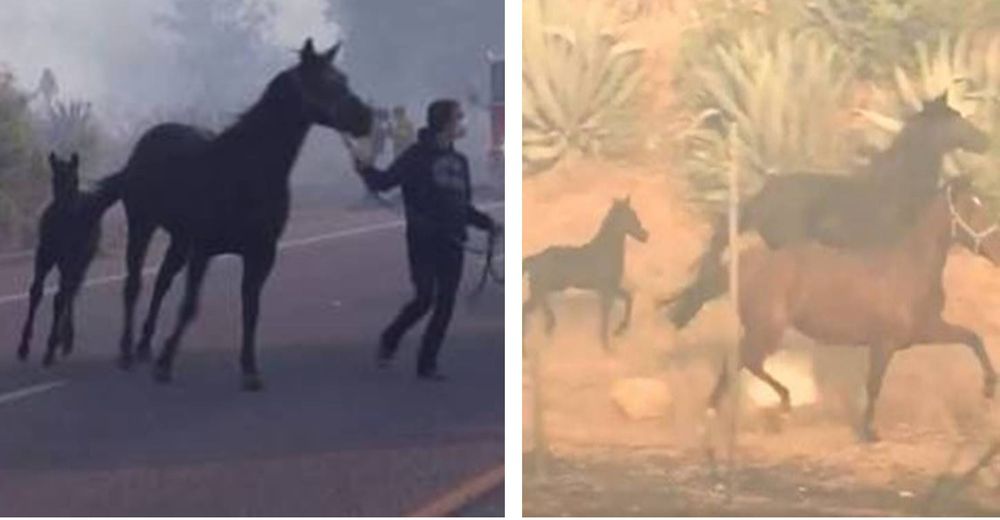 La reacción de un caballo al regresar al fuego para salvar a sus amigos en apuros se hace viral La reacción de un caballo al regresar al fuego para salvar a sus amigos en apuros se hace viral