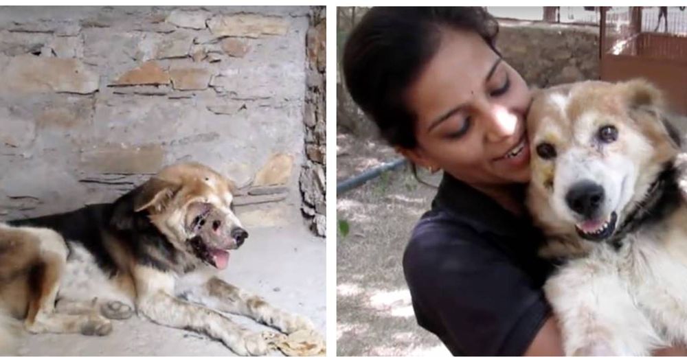 Perrito con graves heridas buscó un rincón oscuro esperando su final pero no todo estaba perdido Perrito con graves heridas buscó un rincón oscuro esperando su final pero no todo estaba perdido