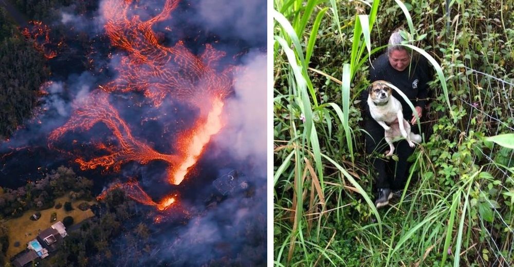 Hallan a 2 perritos en un lugar imposible rodeados de lava volcánica tras 10 días desaparecidos Hallan a 2 perritos en un lugar imposible rodeados de lava volcánica tras 10 días desaparecidos