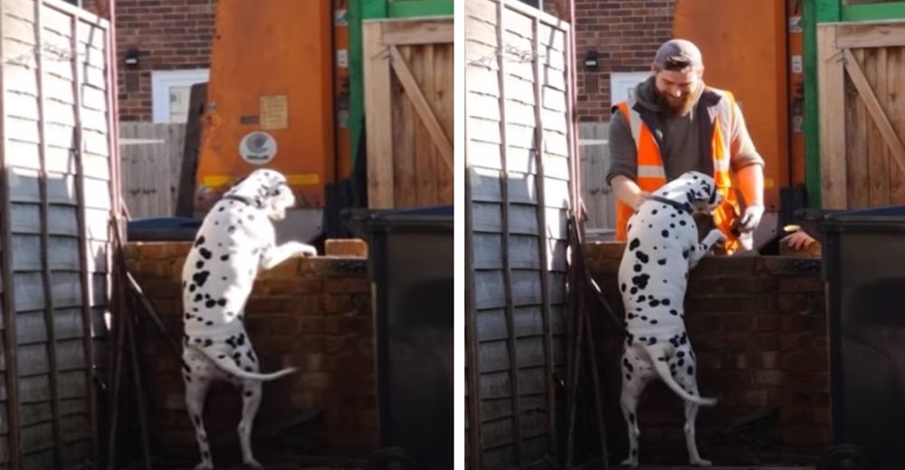 Graba en secreto el trato que recibe su perrita del hombre que recoge la basura y se hace viral Graba en secreto el trato que recibe su perrita del hombre que recoge la basura y se hace viral