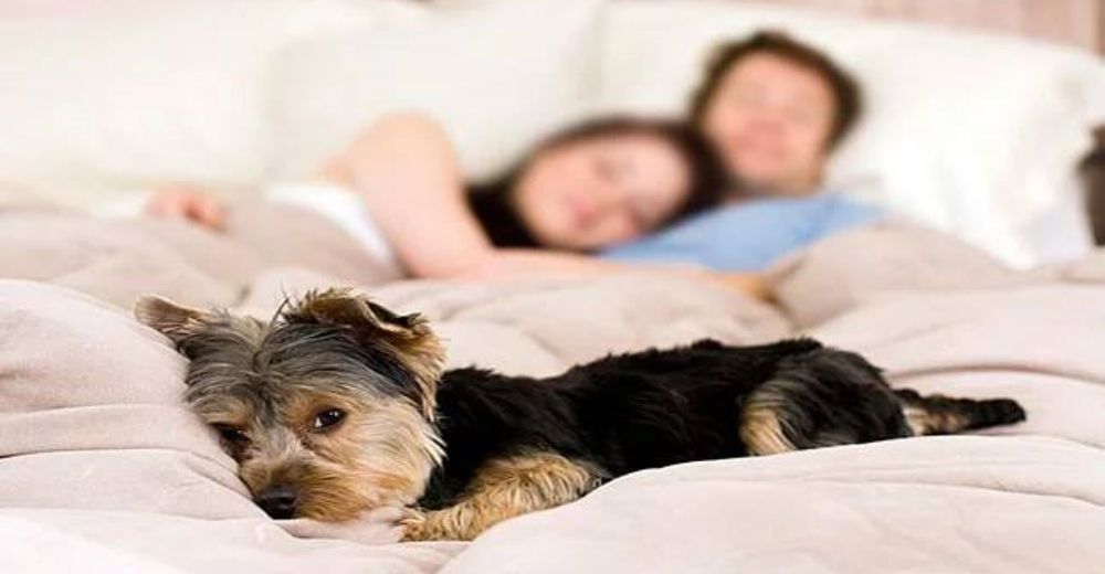 Un estudio revela 5 poderosas razones para dormir con mascotas en la cama