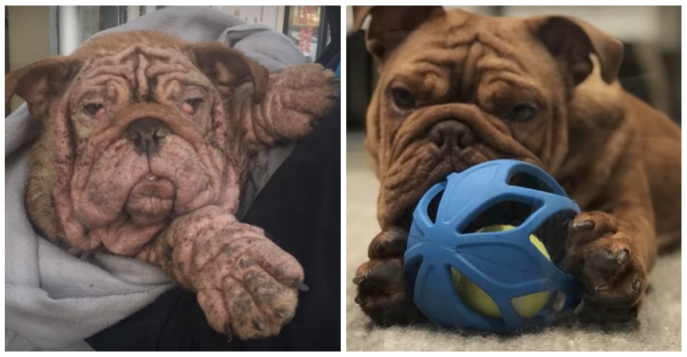 Rescatan al bulldog que no sobreviviría ni un día más en las calles por su grave estado de salud Rescatan al bulldog que no sobreviviría ni un día más en las calles por su grave estado de salud