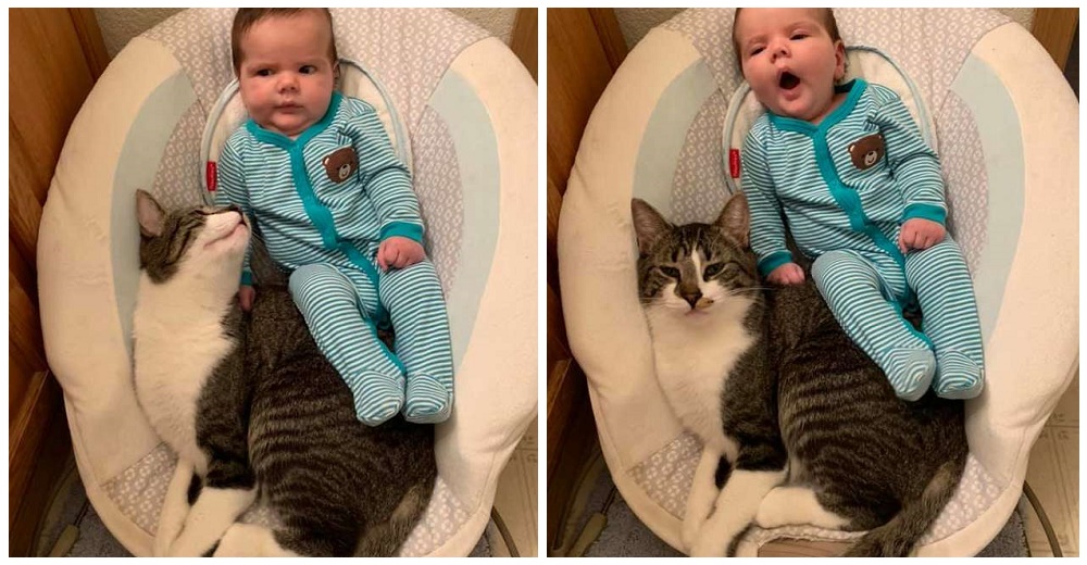 La reacción de una gata celosa al no entender por qué el bebé insiste en apropiarse de su silla La reacción de una gata celosa al no entender por qué el bebé insiste en apropiarse de su silla