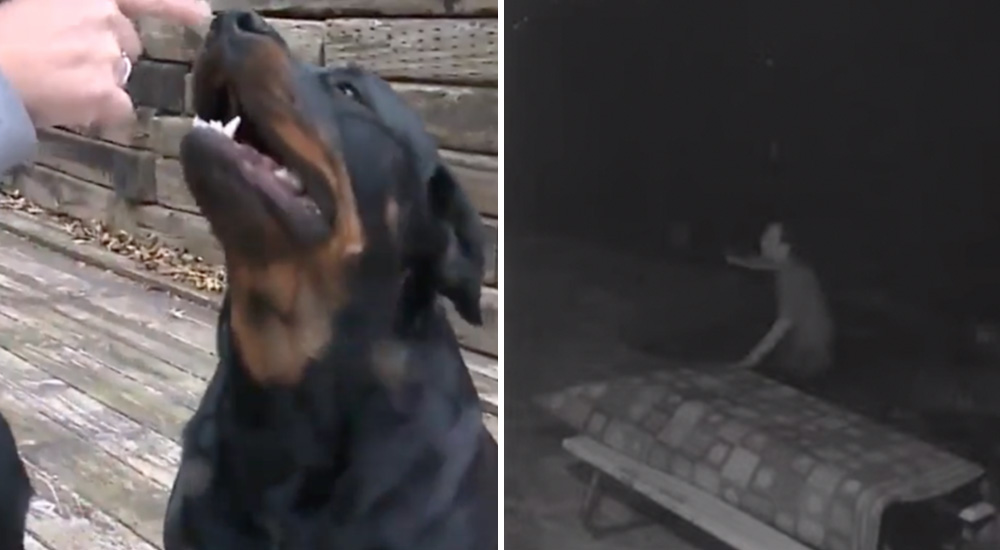 Valiente rottweiler logra que un ladrón le suplique clemencia antes de huir despavorido