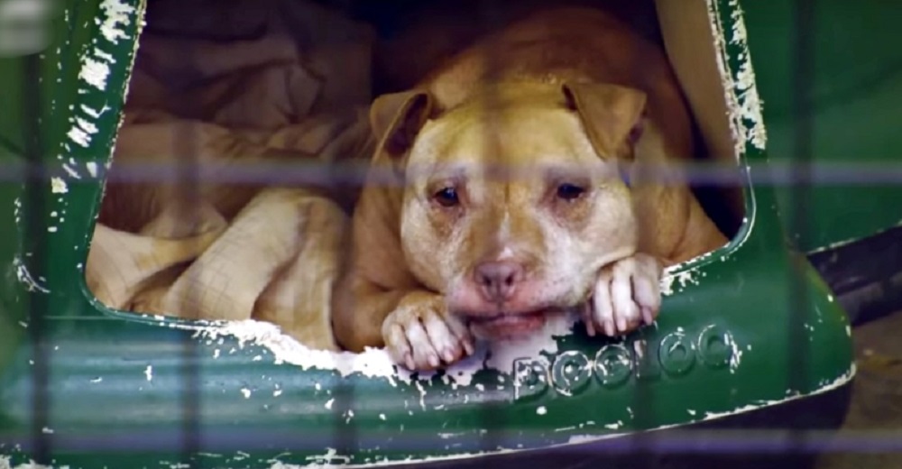 Perrito viejo que nadie quiere se resigna a un destino incierto y se aferra a su perrera Perrito viejo que nadie quiere se resigna a un destino incierto y se aferra a su perrera