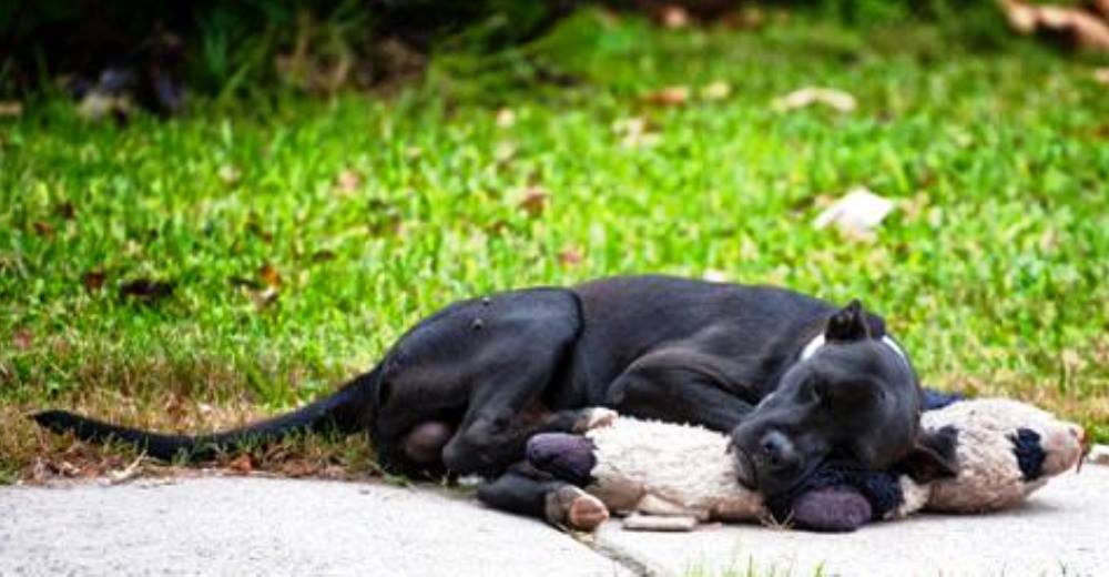 Se vuelve viral el perrito callejero que encontraron aferrándose a un desgastado oso de peluche Se vuelve viral el perrito callejero que encontraron aferrándose a un desgastado oso de peluche