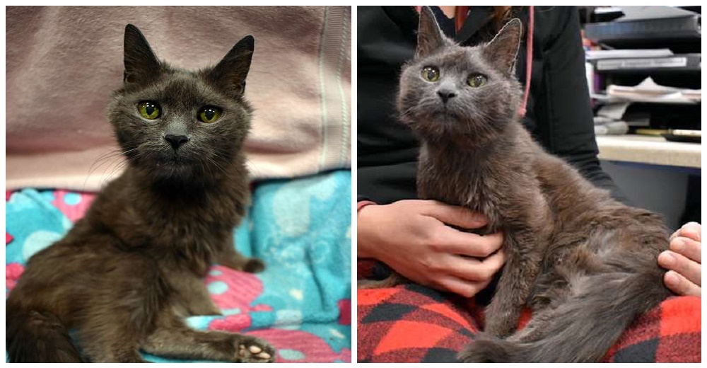 Refugio descubre que una gatita adulta en realidad tiene 21 años de edad Refugio descubre que una gatita adulta en realidad tiene 21 años de edad