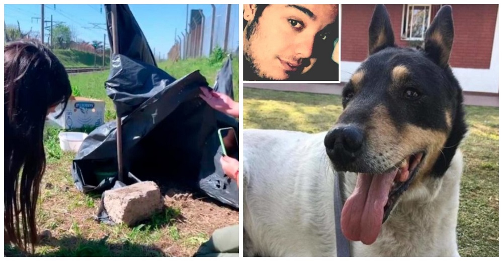 Este leal perrito rescatado se rehúsa a dejar las vías del tren donde su dueño perdió la vida Este leal perrito rescatado se rehúsa a dejar las vías del tren donde su dueño perdió la vida