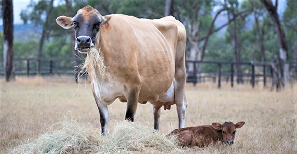 El drama de la vaca que dio a luz y escondió a su cría para protegerla por culpa de sus traumas El drama de la vaca que dio a luz y escondió a su cría para protegerla por culpa de sus traumas