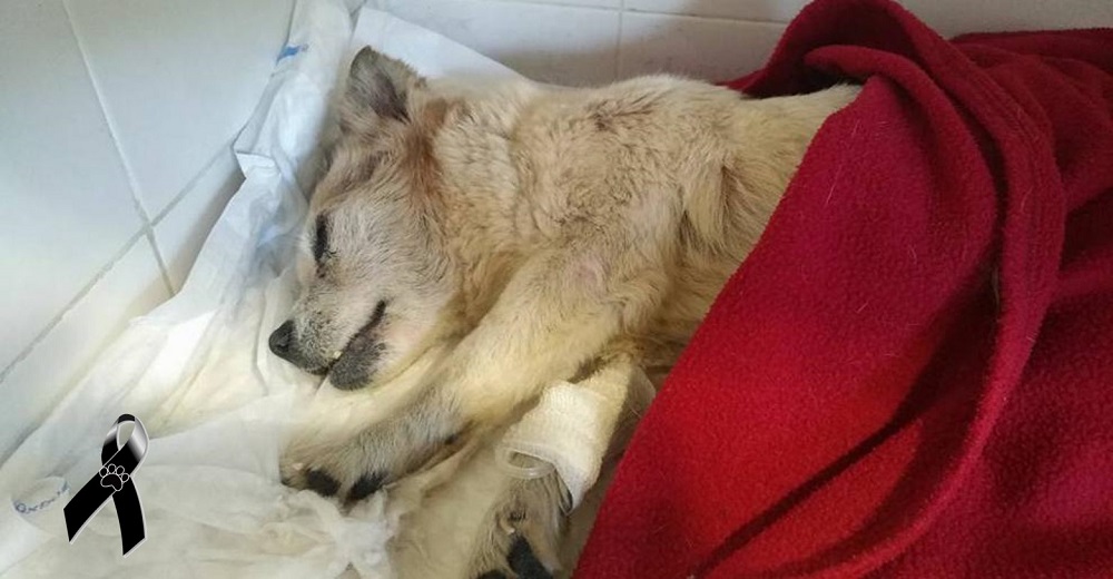 Se hace justicia con la perrita ciega, sorda y tetraplégica arrojada al mar dentro de una bolsa Se hace justicia con la perrita ciega, sorda y tetraplégica arrojada al mar dentro de una bolsa