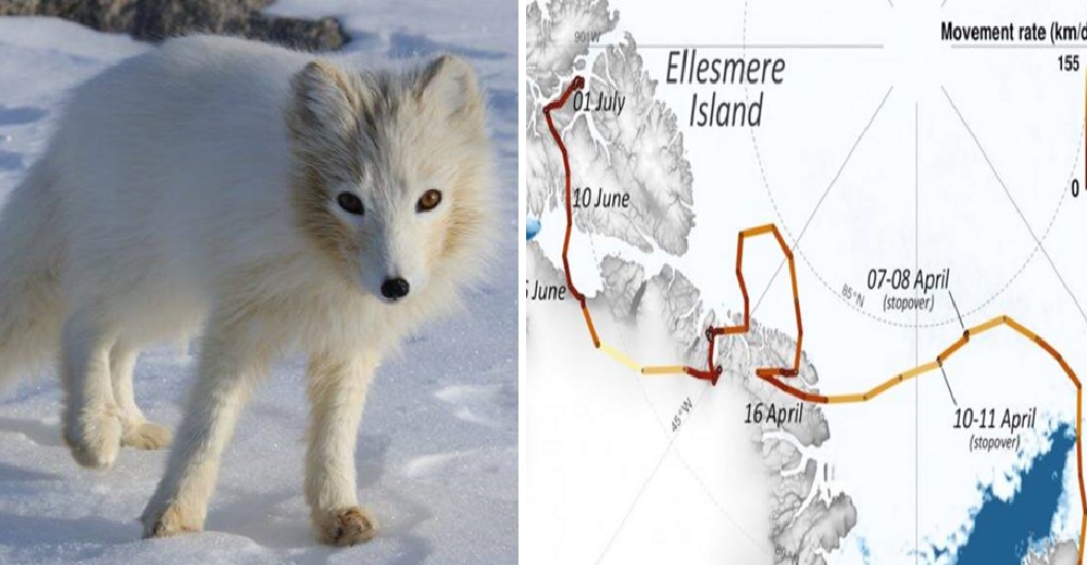 Desesperada zorrita ártica camina a toda velocidad 3.500 km durante 76 días en busca de comida Desesperada zorrita ártica camina a toda velocidad 3.500 km durante 76 días en busca de comida