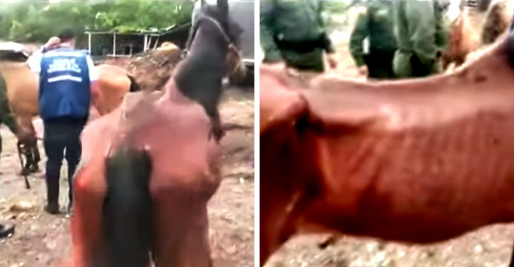 Encuentran a 5 caballos que sobreviven desnutridos y abandonados en condiciones deplorables Encuentran a 5 caballos que sobreviven desnutridos y abandonados en condiciones deplorables