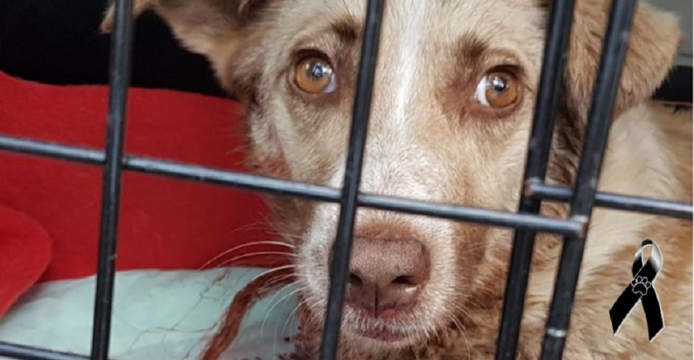 Merecido castigo para el cazador que acabó con la vida de Alma por el solo hecho de ser madre Merecido castigo para el cazador que acabó con la vida de Alma por el solo hecho de ser madre