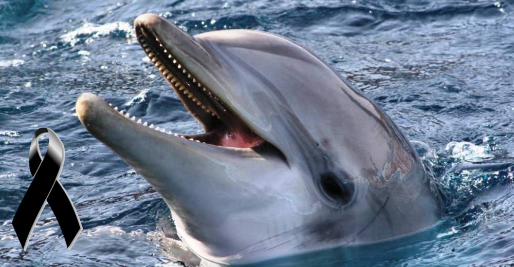 La matriarca de los delfines de un zoo pierde la vida sin que cumplan la promesa de su traslado