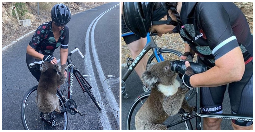 Desesperado koala se encuentra con una ciclista y corre para pedirle auxilio