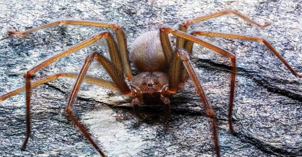 Hallan una nueva especie de araña que es capaz de pudrir la carne humana con una sola mordida Hallan una nueva especie de araña que es capaz de pudrir la carne humana con una sola mordida