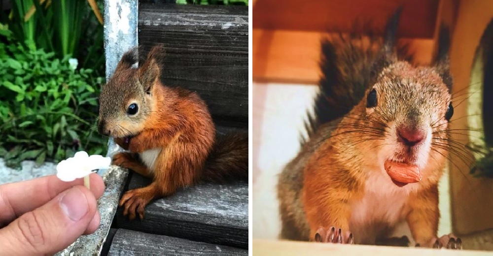 A esta ardilla bebé la salvaron cuando no podía caminar y terminaron adoptándola para siempre