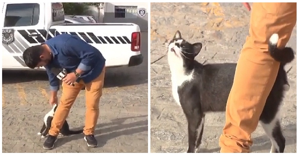 Un gato hace de todo para llamar la atención de un periodista en plena transmisión en vivo Un gato hace de todo para llamar la atención de un periodista en plena transmisión en vivo