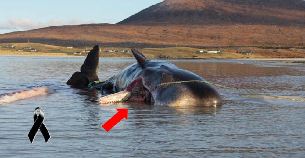 Hallan una ballena gigante sin vida en la orilla y el resultado de la autopsia causa conmoción