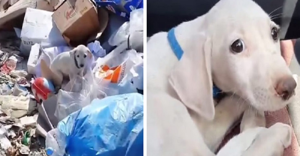 Pulcro y con collar su dueño lo tiró junto a la basura, pero su tierna mirada fue su salvación Pulcro y con collar su dueño lo tiró junto a la basura, pero su tierna mirada fue su salvación