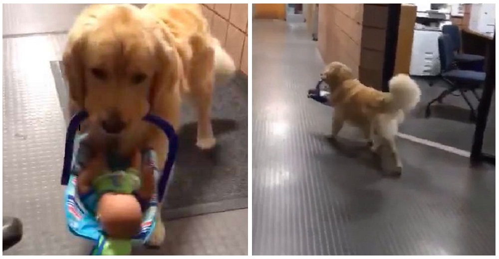 Graban a un perrito de la policía robando los juguetes que donarían a niños en Navidad Graban a un perrito de la policía robando los juguetes que donarían a niños en Navidad