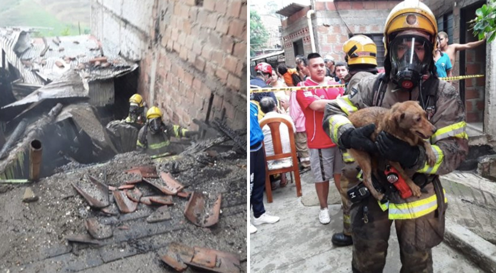 Débiles aullidos hicieron volver a los bomberos, arriesgarían todo por la última vida rezagada Débiles aullidos hicieron volver a los bomberos, arriesgarían todo por la última vida rezagada