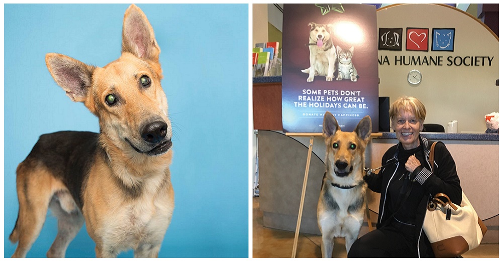 Adoptan al último perro rezagado que nadie quería después de un evento de adopción