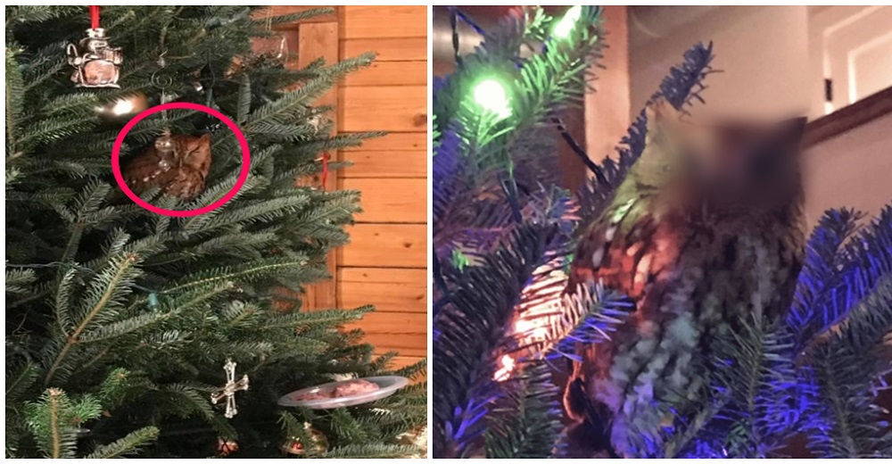 Compran un árbol de Navidad y 8 días después descubren al intruso que no quería ser descubierto