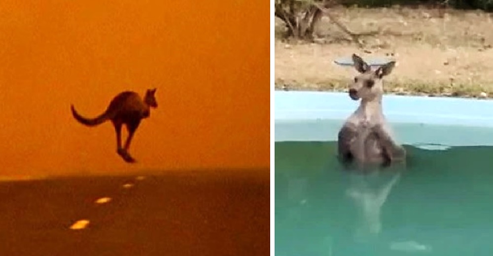 Graba a un canguro agotado que se detuvo en su piscina para relajarse en medio del fuego