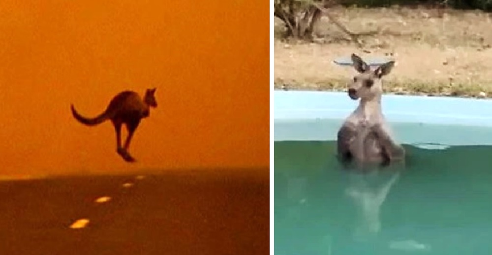 Graba a un canguro agotado que se detuvo en su piscina para relajarse en medio del fuego Graba a un canguro agotado que se detuvo en su piscina para relajarse en medio del fuego
