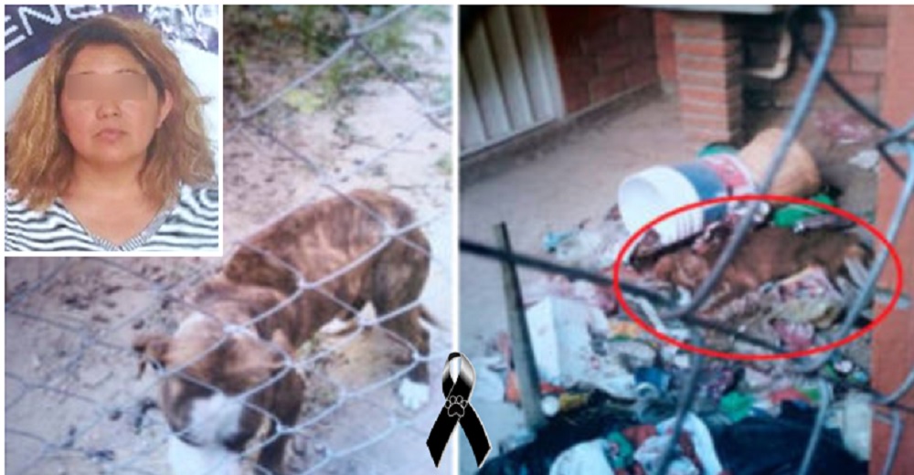 Se hace justicia con el perrito que murió por deshidratación y ser abusado por su dueña Se hace justicia con el perrito que murió por deshidratación y ser abusado por su dueña