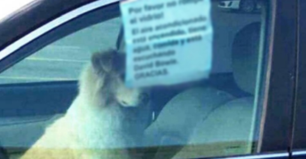 Dejan a un perro encerrado en un auto caliente, muchos se indignaron hasta que leyeron el cartel Dejan a un perro encerrado en un auto caliente, muchos se indignaron hasta que leyeron el cartel