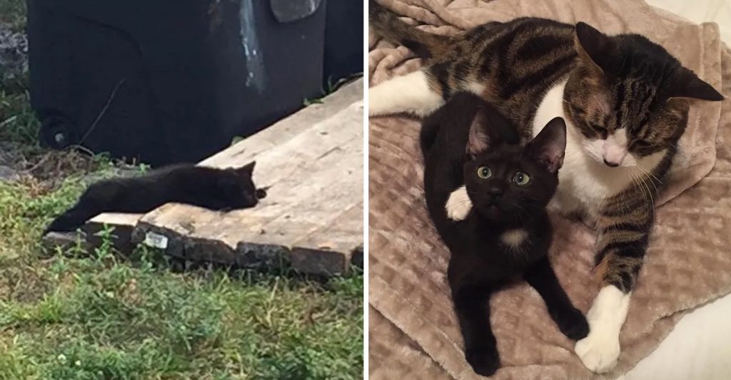 Una gata agoniza durante horas en un basurero, pero consigue el mejor terapista para recuperarse Una gata agoniza durante horas en un basurero, pero consigue el mejor terapista para recuperarse