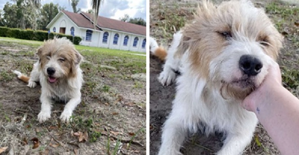 Visita todos los días a un perrito hasta que descubre qué hacer para que le permita una caricia Visita todos los días a un perrito hasta que descubre qué hacer para que le permita una caricia