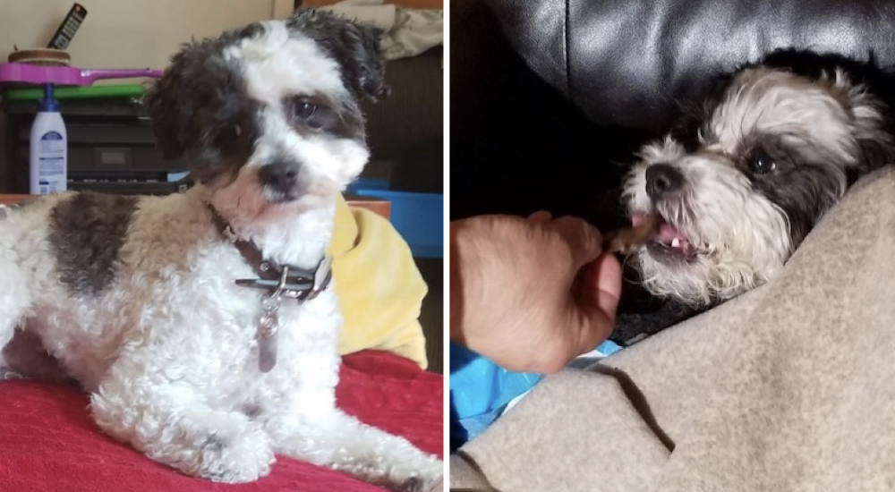 Perrito indefenso es gravemente atropellado mientras un importante empresario lo ve todo Perrito indefenso es gravemente atropellado mientras un importante empresario lo ve todo