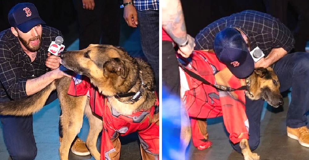 El actor Chris Evans interrumpe un panel de preguntas para ir a darle amor a un perrito