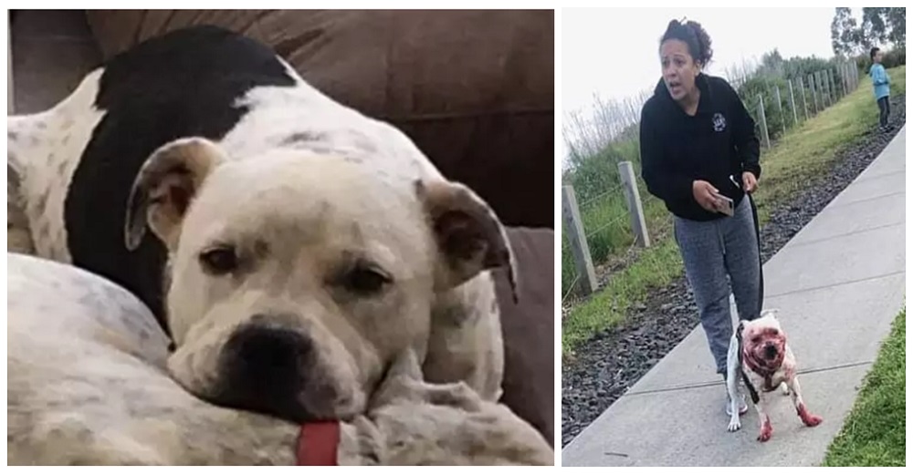 A punto de ser sacrificado tras acabar con la vida de un chihuahua pero pronto se supo la verdad A punto de ser sacrificado tras acabar con la vida de un chihuahua pero pronto se supo la verdad