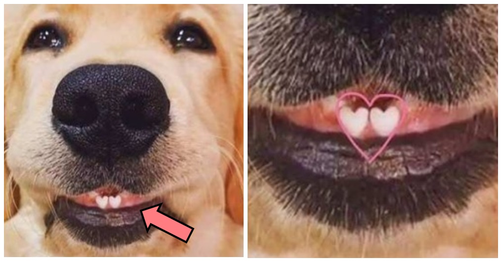 El perrito que ha derretido a las redes con sus mágicos dientes en forma de corazón El perrito que ha derretido a las redes con sus mágicos dientes en forma de corazón