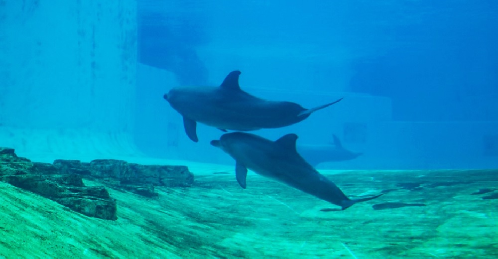 Un delfín deprimido se golpea una y otra vez contra el muro del acuario para pedir ayuda
