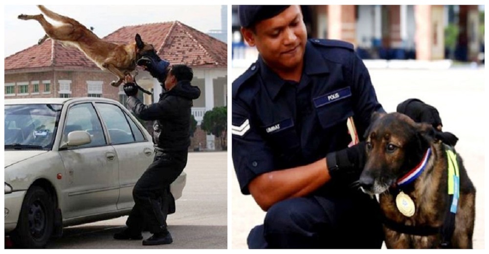 Perrito detective descifra un asesinato imposible de resolver y recibe la mejor recompensa Perrito detective descifra un asesinato imposible de resolver y recibe la mejor recompensa
