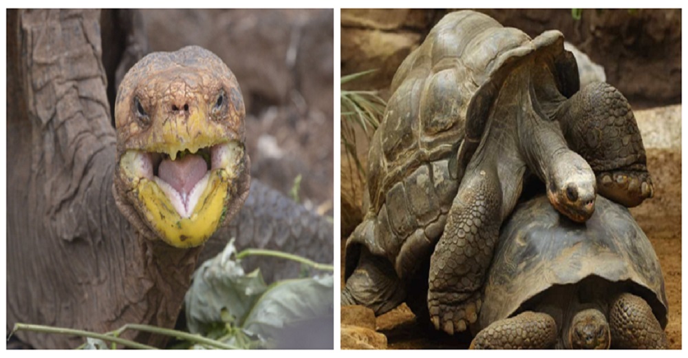 Diego, la tortuga semental que logró salvar a su especie de tanto aparearse Diego, la tortuga semental que logró salvar a su especie de tanto aparearse