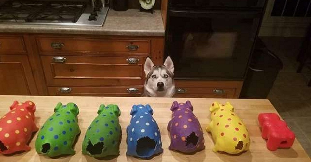 Este perro es fanático de los cerdos de peluche pero antes de jugar pasan por una leve cirugía Este perro es fanático de los cerdos de peluche pero antes de jugar pasan por una leve cirugía