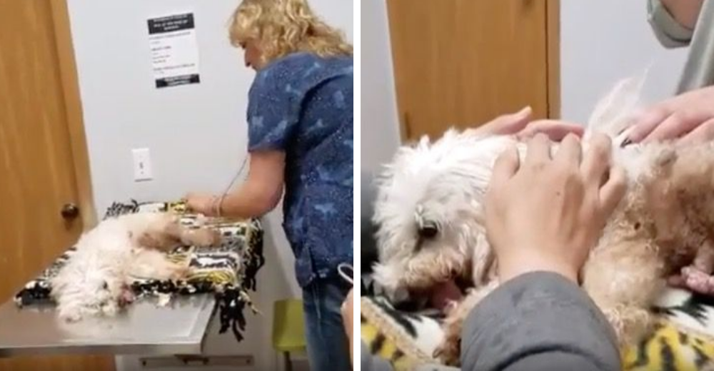 «Le pido a Dios volverte a ver» – Se despide con dolor de su amada perrita tras 13 años juntas